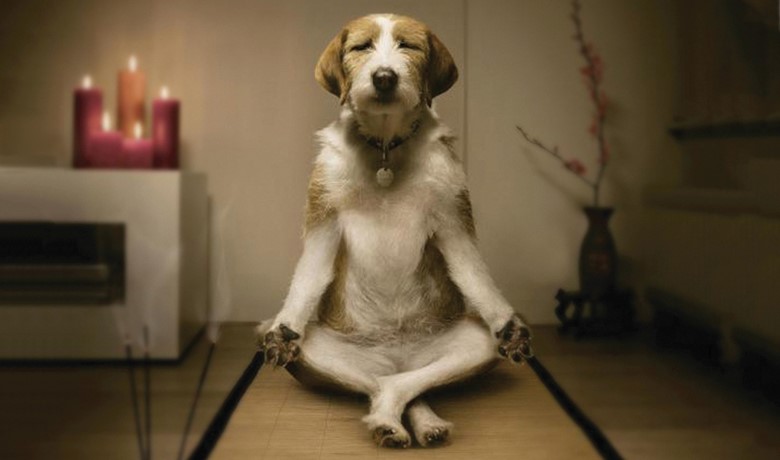 mindfull dog